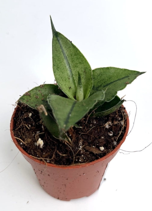 Sansevieria Rookie