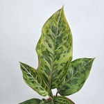 Aglaonema Red Army