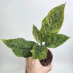 Aglaonema Red Army