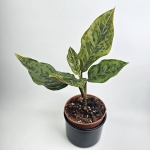 Aglaonema Red Army