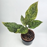 Aglaonema Red Army