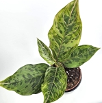 Aglaonema Red Army