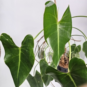 Philodendron Emerald Queen duże sadzonki cięte 1 listne
