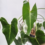Philodendron Emerald Queen - matecznik