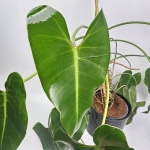 Philodendron Emerald Queen - matecznik