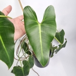 Philodendron Emerald Queen - matecznik
