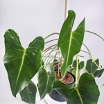 Philodendron Emerald Queen - matecznik
