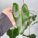 Philodendron Emerald Queen - matecznik