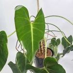 Philodendron Emerald Queen - matecznik