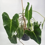 Philodendron Emerald Queen - matecznik