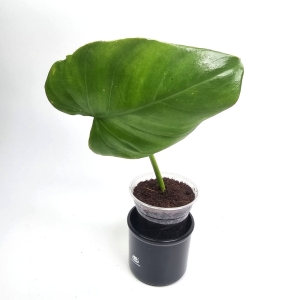 Philodendron giganteum - węzły w ukorzenieniu