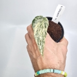 Amydrium Zippelianum 'Variegata' ukorzeniony węzeł