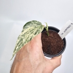 Amydrium Zippelianum 'Variegata' ukorzeniony węzeł