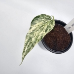 Amydrium Zippelianum 'Variegata' ukorzeniony węzeł