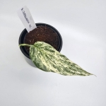 Amydrium Zippelianum 'Variegata' ukorzeniony węzeł