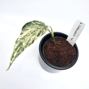Amydrium Zippelianum 'Variegata' (1)