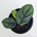 Piper parmatum