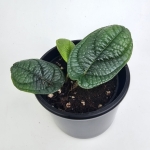 Piper parmatum