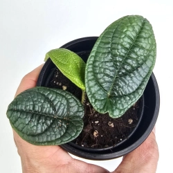 Piper parmatum