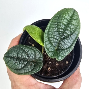 Piper parmatum