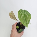 Philodendron Majestic S