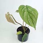 Philodendron Majestic S