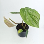 Philodendron Majestic S