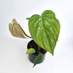 Philodendron Majestic S