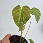 Philodendron Majestic S