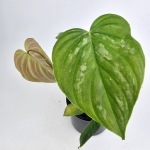 Philodendron Majestic S