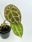Anthurium forgetii White Stripes - S