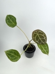 Anthurium forgetii White Stripes - S