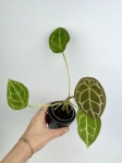 Anthurium forgetii White Stripes - S