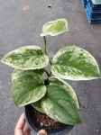 Scindapsus Silver Knight variegata,starsza roślina