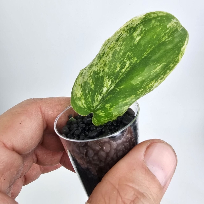 32.6.12OS Scindapsus Silver Knight variegata, sadzonki w ukorzenianiu