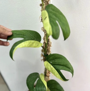 34.6.12OS Nowość w HoP, rarytas! Epipremnum sp Phuket, sadzonki w ukorzenianiu 