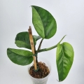Epipremnum sp Phuket zdjęcie odmiany