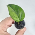 Epipremnum sp Phuket sadzonka