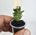 Marcgravia umbellata sadzonka