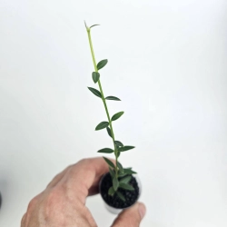 Hoya engleriana Vietnam - sadzonki w ukorzenianiu