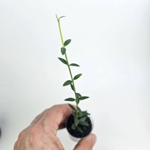 Hoya engleriana Vietnam - sadzonki w ukorzenianiu