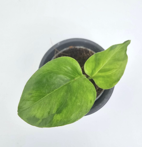 Epipremnum Marble Green / Jungle Star
