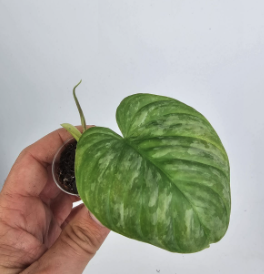 Philodendron Majestic S (1)