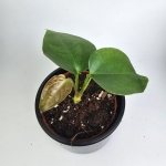 Anthurium sp. Napo