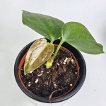 Anthurium sp. Napo