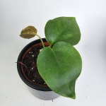 Anthurium sp. Napo