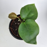 Anthurium sp. Napo