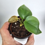 Anthurium sp. Napo