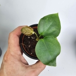 Anthurium sp. Napo