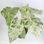 Alocasia macrorrhiza Splash